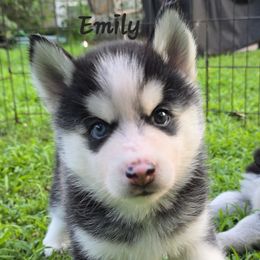 Emily Sung - Black and white female Pomsky puppy in Blaine, Minnesota from Yuna's Pomsky