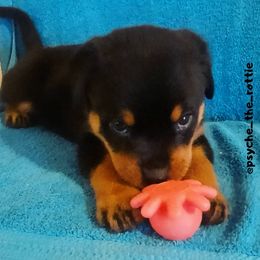 Rottweilers from Von Liebenhaus Rottweilers