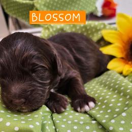 Blossom,  Orange collar - Brown female Cockapoo puppy in Pell City, Alabama from FurEver Young Kennels