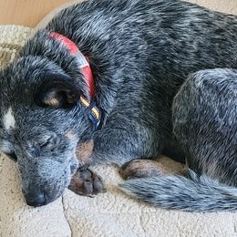 Navy - Australian Cattle Dog