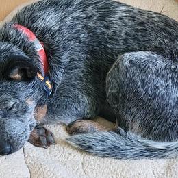 Navy - Australian Cattle Dog