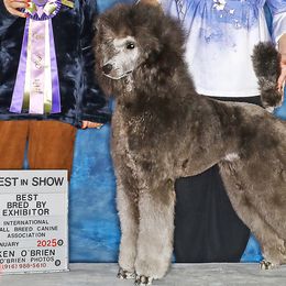 Poodles from Paterson Poodles