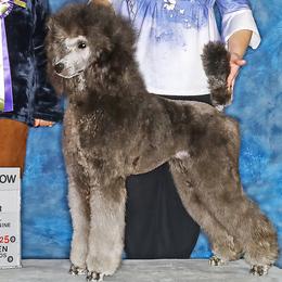 Poodles from Paterson Poodles