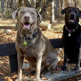 Dilute Retrievers from Irby Acres Labs