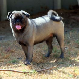 Nickels - Pug