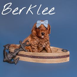 Australian Labradoodle Puppies from Swinging Gate Labradoodles