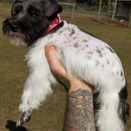 Miniature Schnauzer All Grown Up from hallie lively