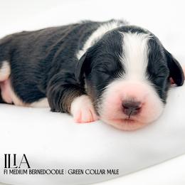 Ilia - Tri-color male Bernedoodle puppy in Tipton, Indiana from Country Creek Doodles