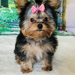 Zoey - Black and gold female Yorkshire Terrier puppy in Mankato, Minnesota from Niko Terriers