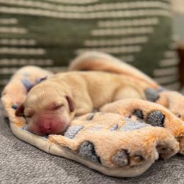 Purple Collar Female - Yellow female Labrador Retriever puppy in Gainesville, Georgia from Rucker Retrievers