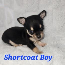 Chevy - Black and tan male Chihuahua puppy in Attleboro, Massachusetts from Treasured Hearts Chihuahuas and Toy/mini poodles