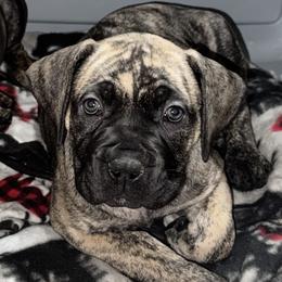 Pink collar female - Brindle female Boerboel puppy in Bon Aqua, Tennessee from Erickson Ranch Boerboels