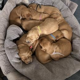 Pink - Dark golden female Golden Retriever puppy in Windsor, California from Copper Tail Golden Retrievers
