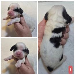 Girl 1 - Black and white female Cocker Spaniel puppy in Greensboro, North Carolina from Cochran Spaniels