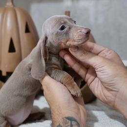 Girl 2 - Fawn (Isabella) female Dachshund puppy in Jurupa Valley, California from Divine Doxies