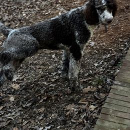 Old English Sheepdog, Poodle, and Sheepadoodle All Grown Up from Love Tallulah Sheepadoodles LLC