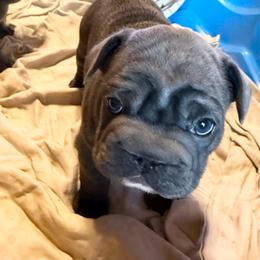 Joan Rivers - Blue female French Bulldog puppy in Deer Park, Texas from Lots of Ropes French Bulldogs