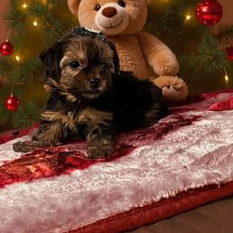 Holly - Black and tan female Yorkshire Terrier puppy in Carriere, Mississippi from Sassy Schnauzers