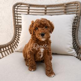 Fisher - Red  male Goldendoodle puppy in Gilbert, Arizona from Doodle Bliss