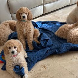 Goldendoodle puppies from Poodles of New Orleans