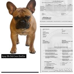 Reggie - French Bulldog
