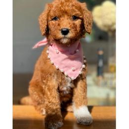 LOTTI - Red  female Goldendoodle puppy in Independence, Oregon from ANKENY DOODLES