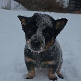 Sugs baby - Blue female Australian Cattle Dog puppy in Dalton, Pennsylvania from Whiteduck Mountain Kennel AKC Australian Cattle Dogs and AKC Fox Red Labrador Retrievers