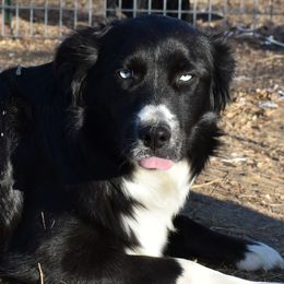 Charlie - Australian Shepherd