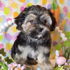 Prince - Black and gold male Shorkie puppy in Boca Raton, Florida from Tina-Marie's Pups