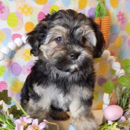 Prince - Black and gold male Shorkie puppy in Boca Raton, Florida from Tina-Marie's Pups