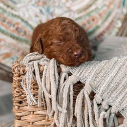 Hades - Red  male Goldendoodle puppy in Iola, Texas from Supreme Doodles of Texas