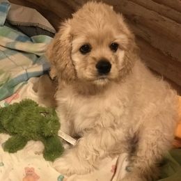 Cocker Spaniel Puppies from Shasta View Cockers