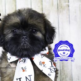 "Amber now named, Penny Mae." Shih Tzu Puppies from House Sakura Shih Tzu