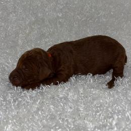 Tulip - Red  female Goldendoodle puppy in Casselberry, Florida from My Little Doodle