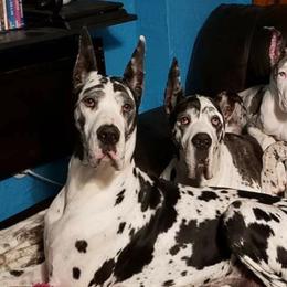Great Danes and Miniature Bull Terriers from Iron Horse Kennel