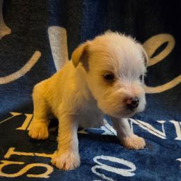 Krypto - White male Miniature Schnauzer puppy in Elgin, Iowa from Firefly Stables