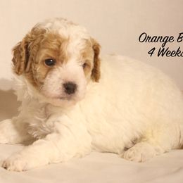 Patches' Orange Boy - Parti male Goldendoodle puppy in Coppell, Texas from Bethel Stream Goldendoodles