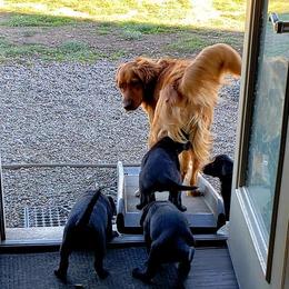 Golden Retriever and Labrador Retriever Puppies from Sutter Bay Retrievers