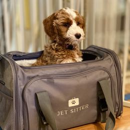 Australian Labradoodle Puppies from Cascade Canyon Labradoodles