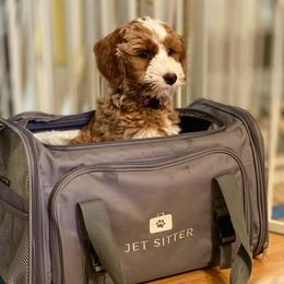 Australian Labradoodle Puppies from Cascade Canyon Labradoodles