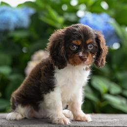 Orca - Chocolate female Cavalier King Charles Spaniel puppy in Sugarcreek, Ohio from Chocolate Cavalier