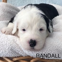 Randall - Blue gray and white male Old English Sheepdog puppy in Baltimore, Maryland from Misty Blue’s Old English Sheepdogs