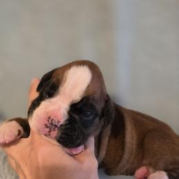Hazel - Fawn female Boxer puppy in Rocky Comfort, Missouri from Meredith's Boxer Puppies