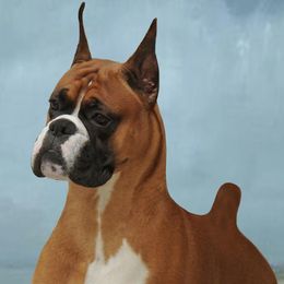 Boxers from Hi Desert Boxers
