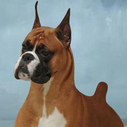 Boxers from Hi Desert Boxers