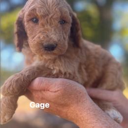 Gage - Apricot male Poodle puppy in Athens, Georgia from Alexander’s Standard Poodles