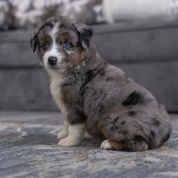 Bowie - Blue merle male Toy Australian Shepherd puppy in Georgetown, Texas from Minikin Manor