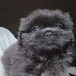 Joey - Blue male Shih Tzu puppy in Carrollton, Ohio from Becker Hollow