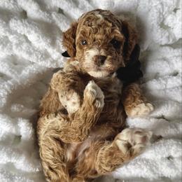 Matthew - Apricot male Poodle puppy in Ridgewood, New York from The Poodlemen