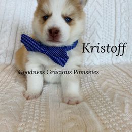 Pomsky Puppies from Goodness Gracious Pomskies